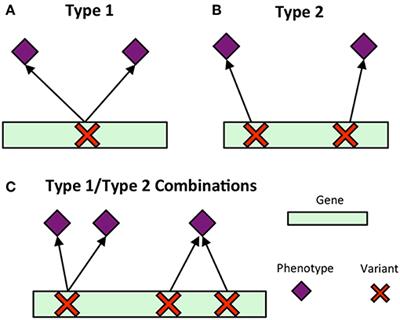 phenotype gene frontiersin decomposition unraveling relationships complex association multi